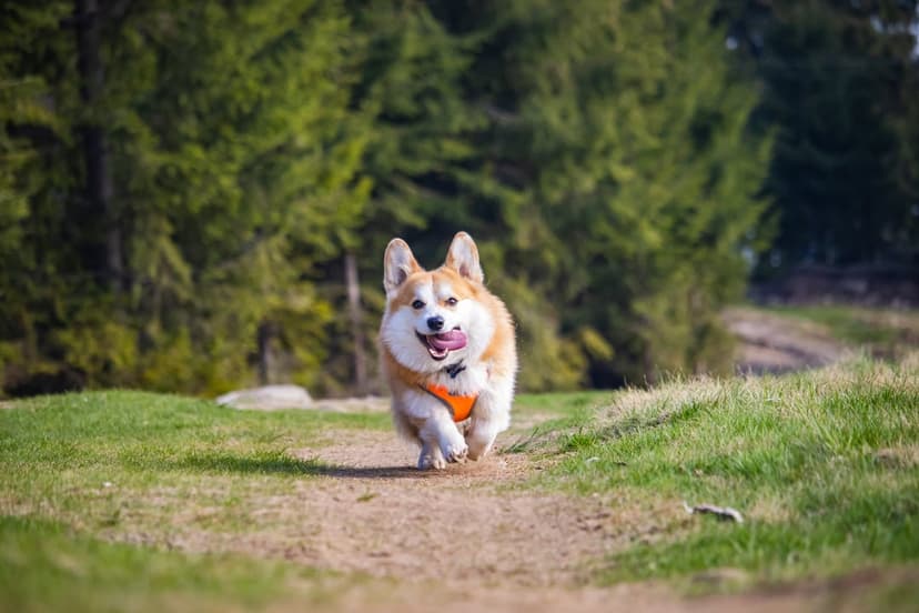 Pembroke Welsh Corgi with an orange harness runs on a dirt path through a sunny green forest with its tongue out.