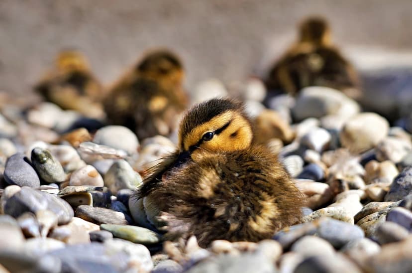 Fluffy ducklings huddle together on smooth, colorful pebbles during a bright day with a shallow depth of field.