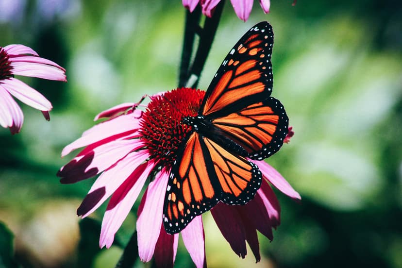 Monarch butterfly with orange and black wings perches on a pink echinacea flower against a blurred green backdrop.