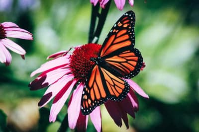 Monarch Butterfly on Pink Echinacea Flower