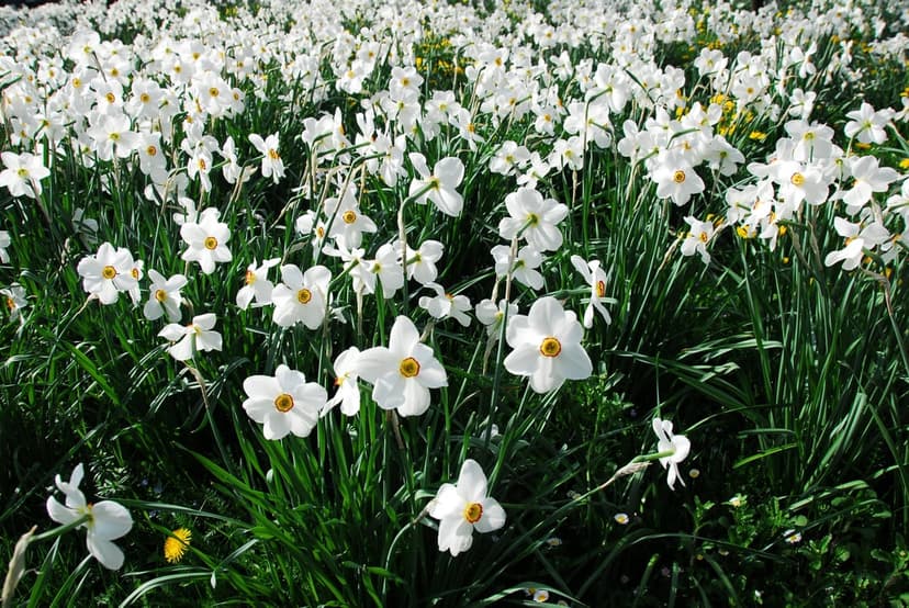 White daffodils with bright yellow centers bloom densely in a green meadow with soft focus background.