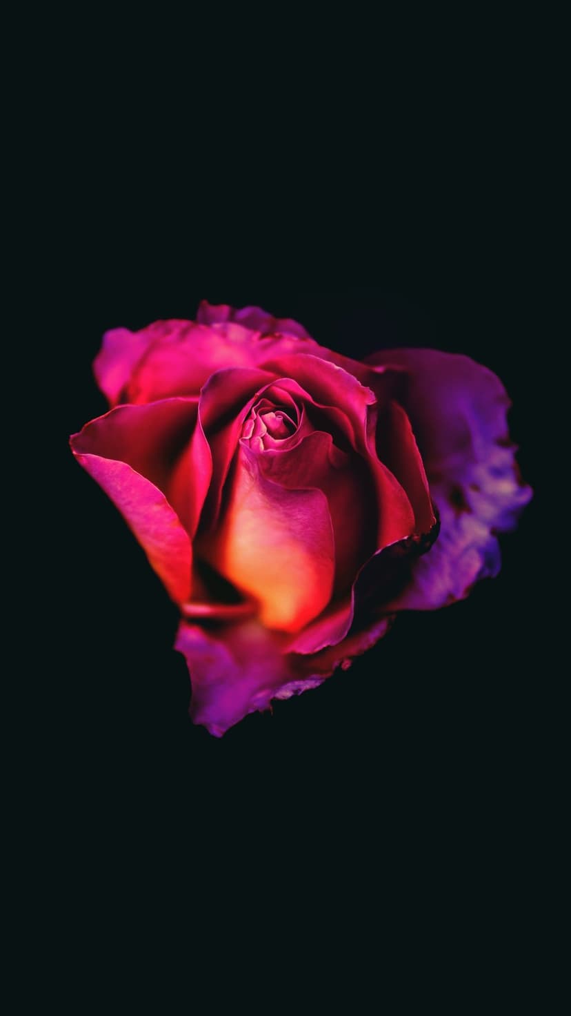 Magenta and orange rose petals emerge from a dark background with soft lighting highlighting the velvet texture.