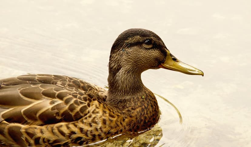 Mallard duck with a yellow bill floats on pale rippling water, showing detailed brown and tan feather patterns.
