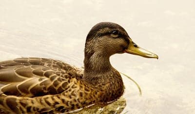 Mallard Duck Wildlife Portrait High-Res Mobile Wallpaper