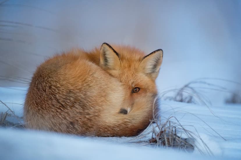 Red fox with orange fur curled into a ball on white snow with dry grass stalks in a vertical winter scene.