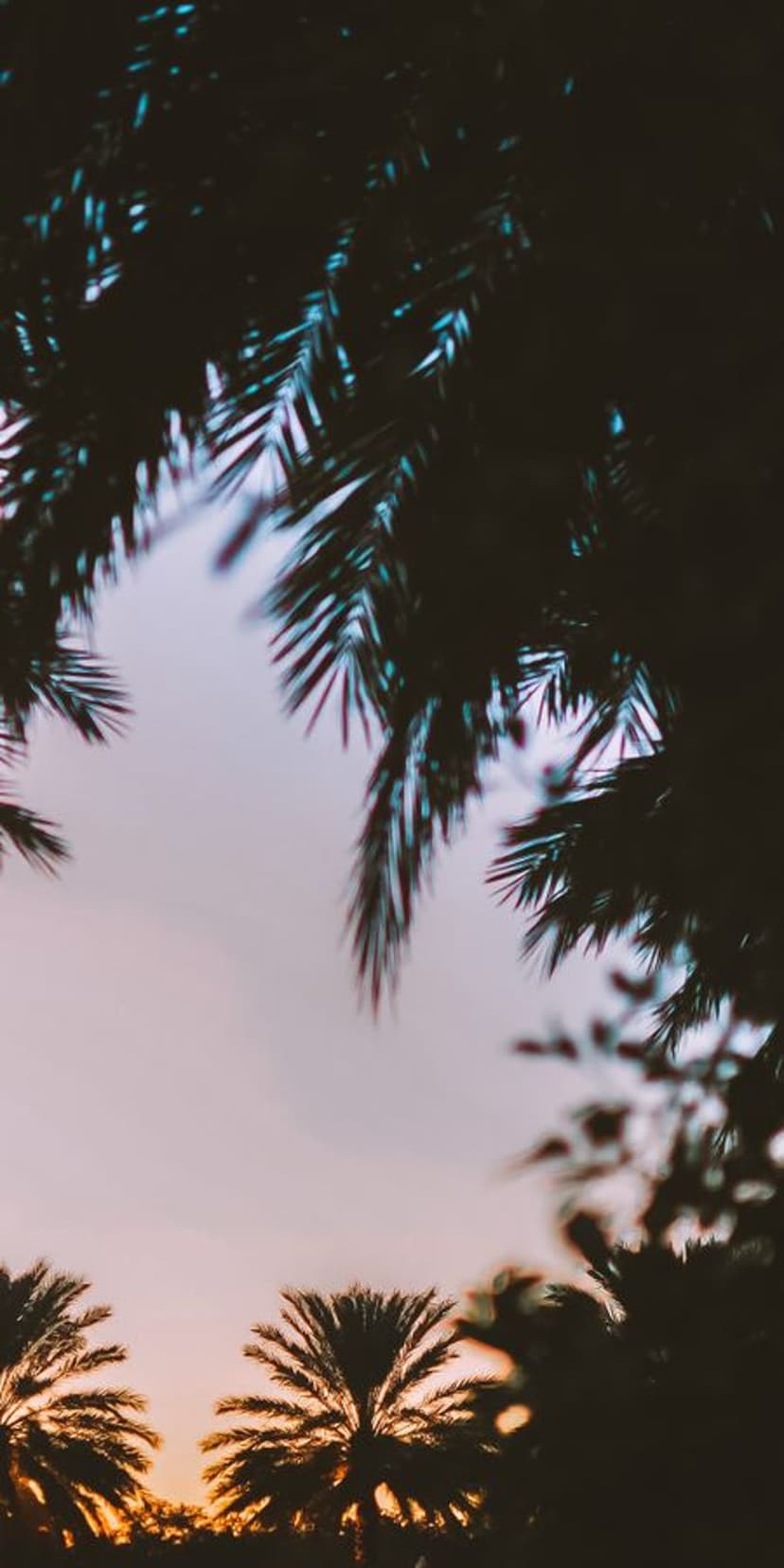Silhouetted palm fronds frame a vertical gradient of pale blue, soft pink, and orange morning sky at daybreak.