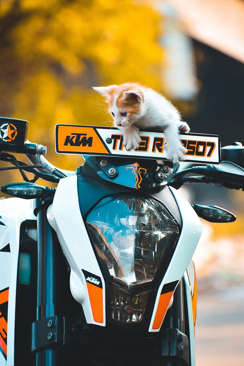 Orange and white kitten rests its paws on KTM motorcycle handlebars against a blurred yellow and green background.