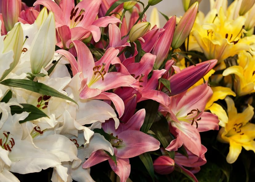 Pink, yellow, and white lily flowers with detailed stamens and soft petals in a vertical botanical composition.