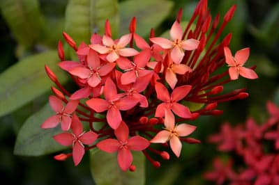 Vibrant Red Ixora Floral Macro Phone Wallpaper Background