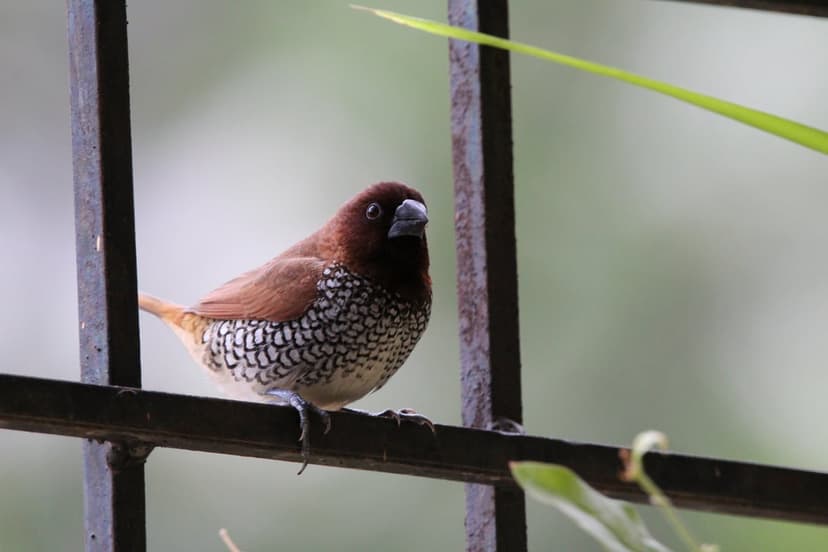 Brown speckled bird with white spots perched on a dark metal railing against a blurry green foliage background.