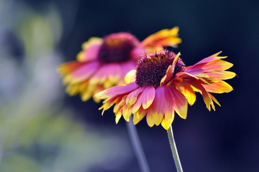 Gaillardia blanket flowers with pink and yellow petals are illuminated by soft sunlight against a blurred background.
