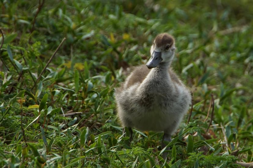 Fluffy grey duckling with a dark cap stands alert in tall green grass under bright natural sunlight.