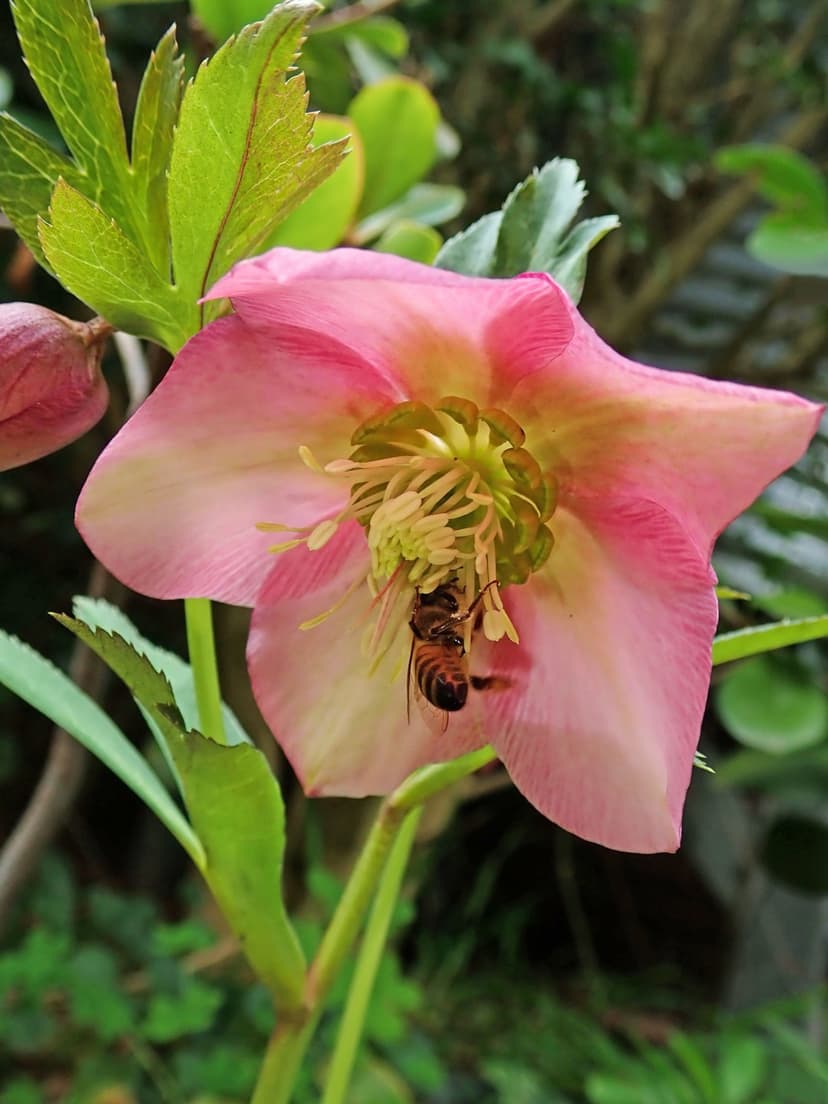 Honey bee with striped abdomen lands on a pink hellebore flower surrounded by yellow stamens and green leaves.