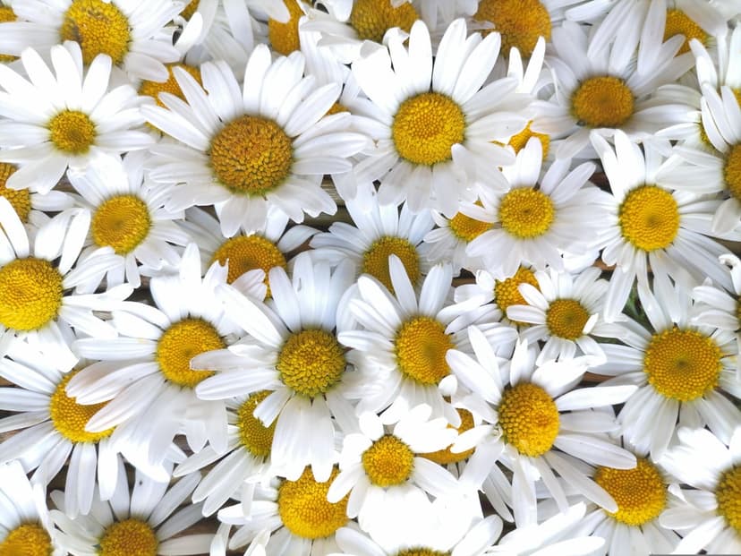 White daisies with yellow centers overlap in a dense floral carpet viewed from a top-down perspective in a meadow.