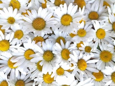 A Carpet of White and Yellow Daisies in Full Bloom