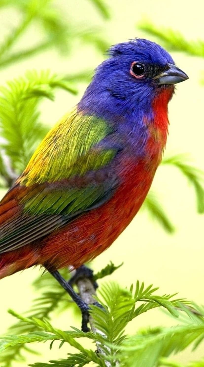 Painted Bunting bird with a blue head and red chest rests on a green branch against a yellow background.