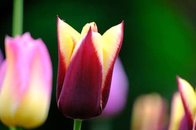 Close-up of a Burgundy and Yellow Tulip