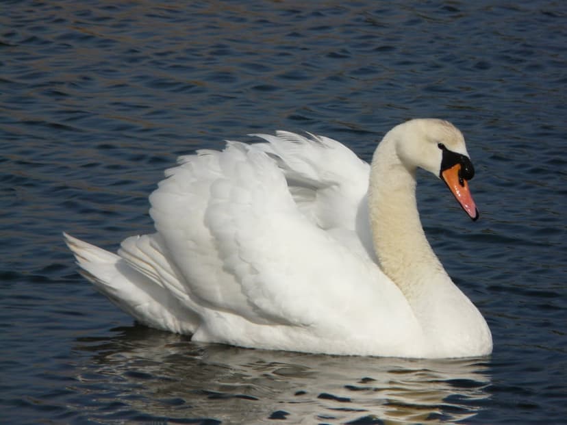 White swan with a bright orange beak floats on dark blue rippling lake water under direct, natural sunlight.