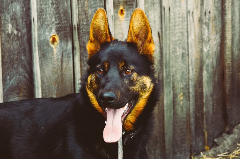 German Shepherd dog with its tongue out and pointed ears posing in front of a weathered vertical wooden fence.
