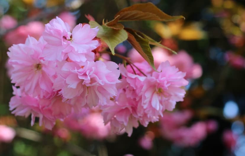 Pink cherry blossoms with delicate petals bloom against a blurred background of golden leaves and soft sunlight.