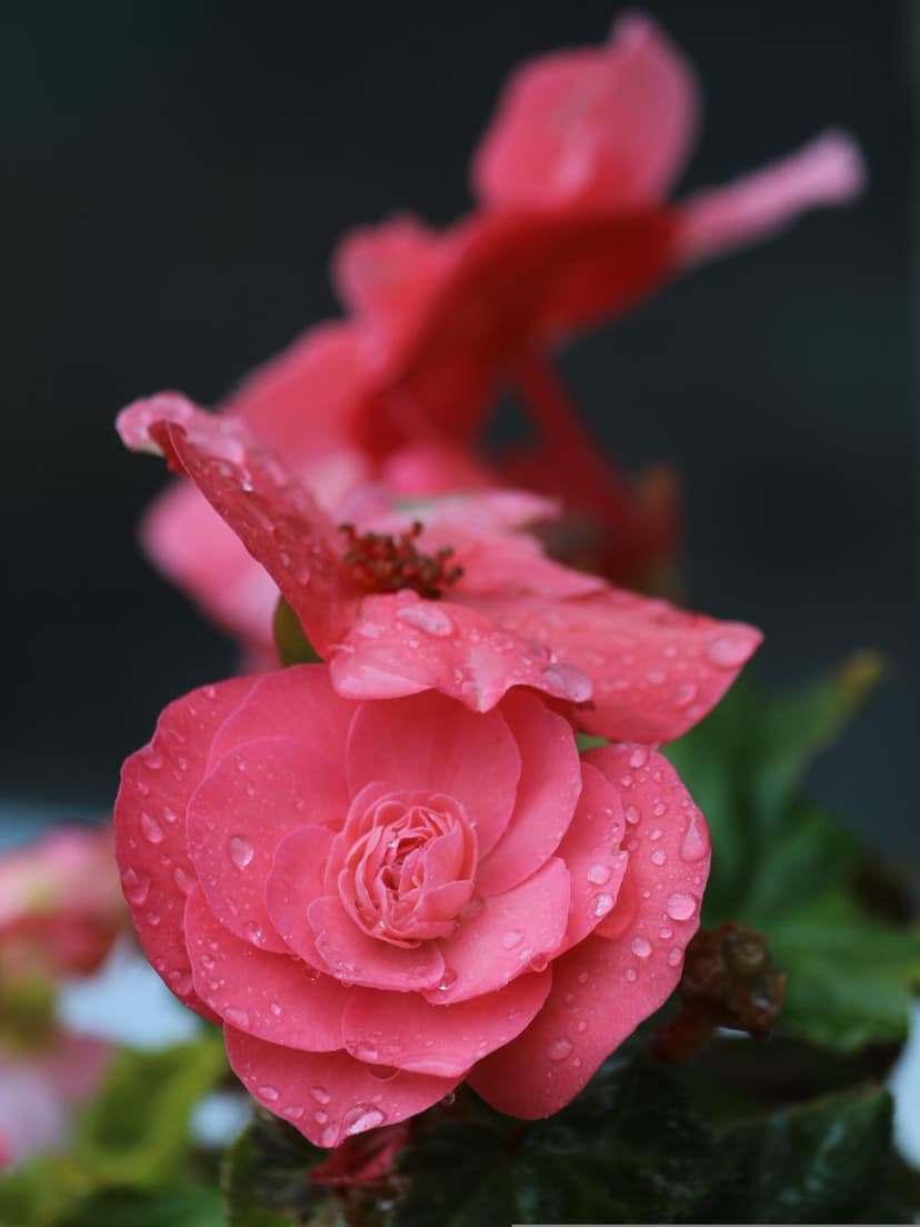 Pink begonia petals with translucent water droplets and fine textures against a soft green blurred background.