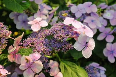 Blooming Summer Hydrangeas and Honeybee Phone Wallpaper