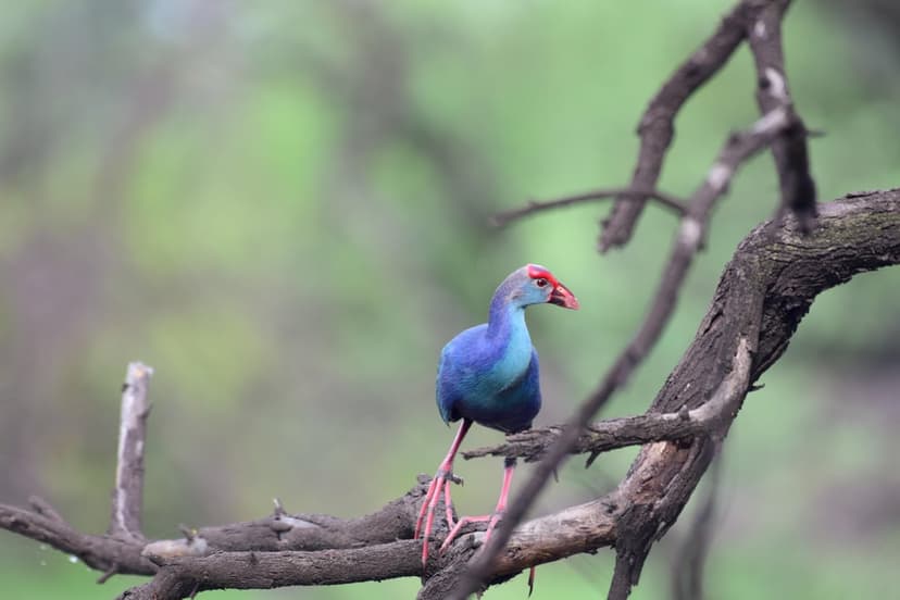 Purple Swamphen with indigo feathers and a red beak perches on a gnarled branch against blurred green foliage.