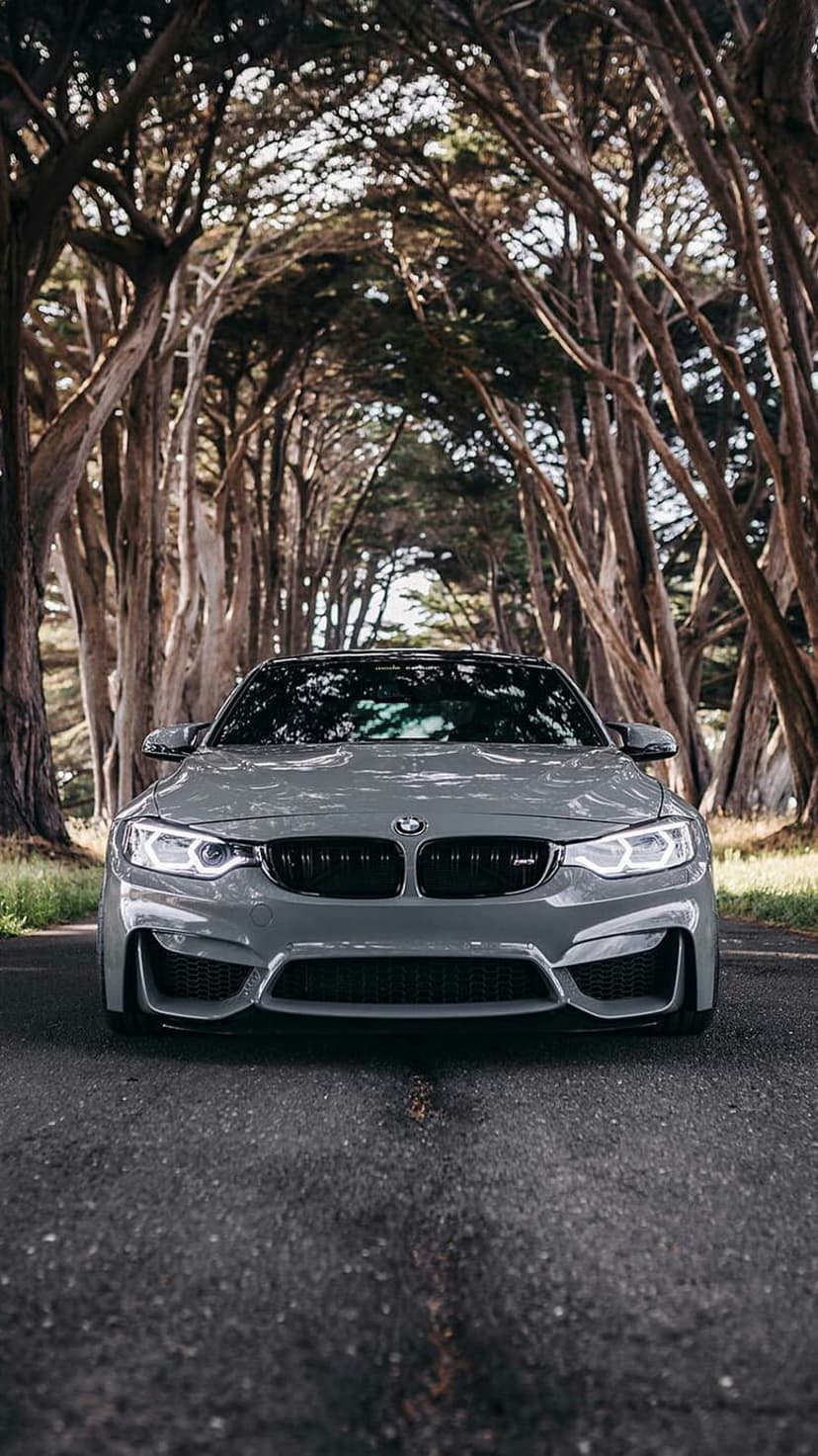 Grey BMW M4 coupe drives through a tunnel of tall cypress trees with glowing headlights on a paved road.