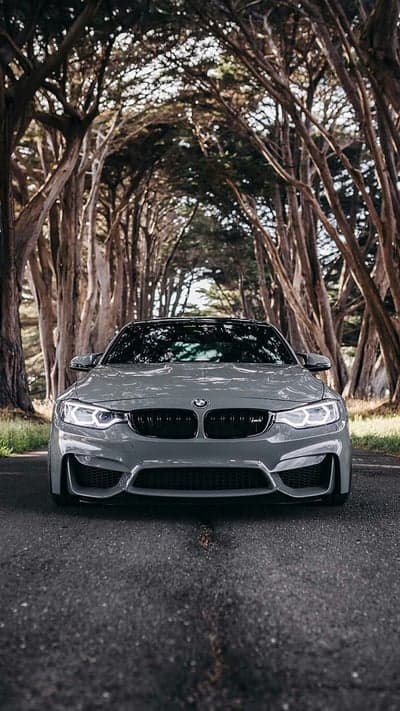 BMW M4 Coupe Driving Through Cypress Tree Tunnel Wallpaper