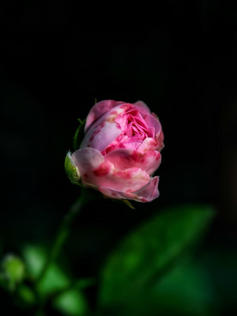 Pink rose bud with subtle red streaks and green calyx set against a dark, blurred background in sharp macro detail.