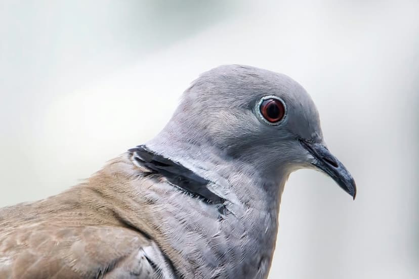 Ringneck dove head with a red eye and black neck collar features soft gray feathers against a blurred background.