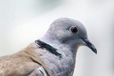 Close-up Portrait of a Ringneck Dove's Head