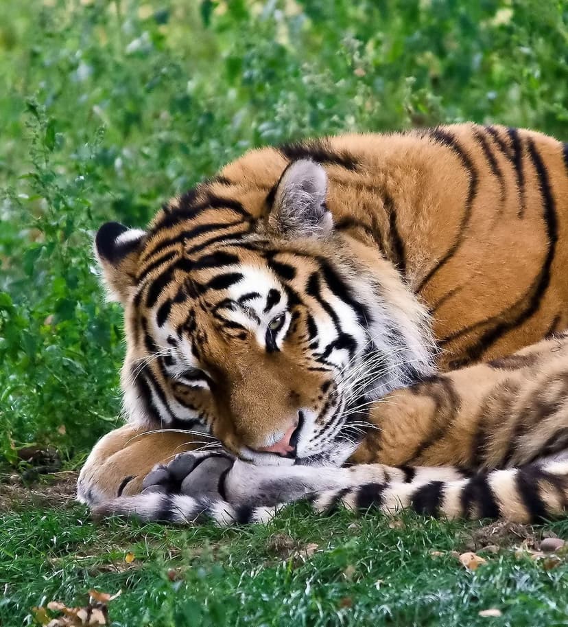 Tiger with eyes closed rests its head on large paws while lying in soft green grass during a quiet afternoon.