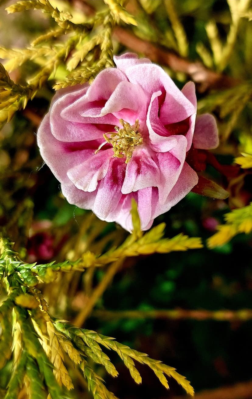 Pink Aquilegia flower showing ruffled petals and a golden stamen against a blurred green garden background.