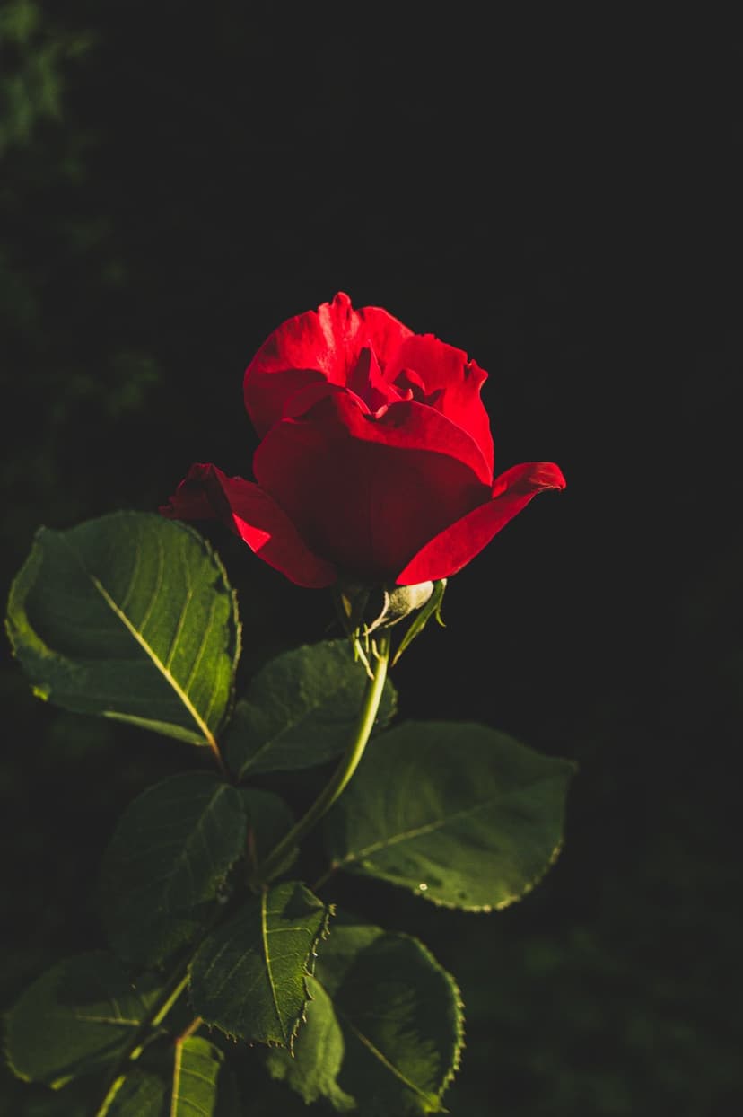 Red rose with velvet petals glowing in low light against a dark blurred garden background on a vertical layout.
