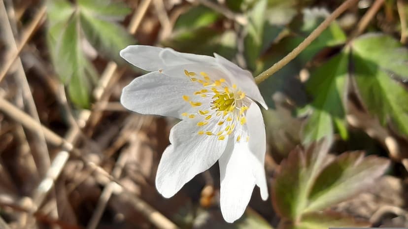 White wood anemone flower with yellow stamens blooms on a forest floor among dry leaves and green spring foliage.