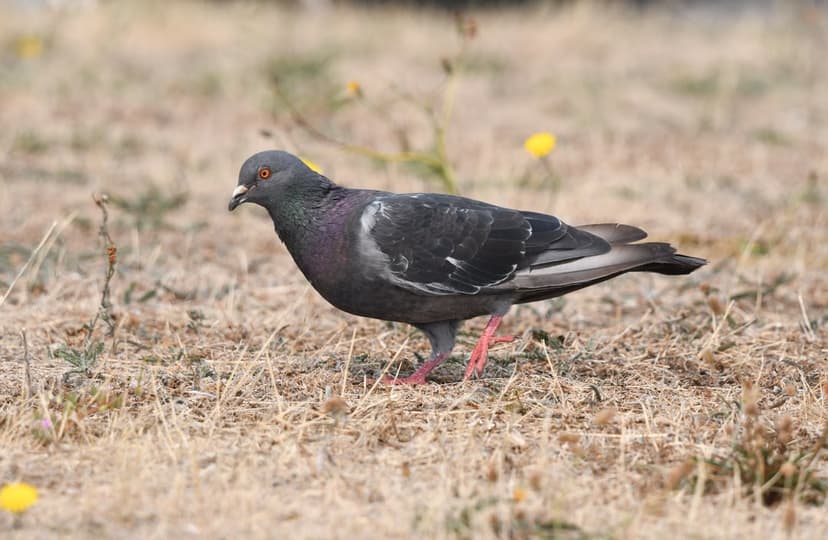 Pigeon with iridescent neck feathers walks through dry grass and yellow flowers in a soft-focus meadow.