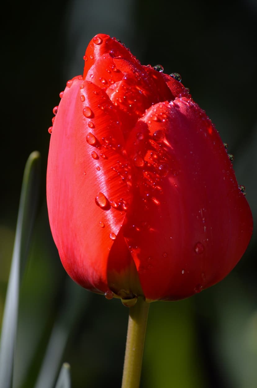Red tulip flower with clear water droplets on its petals against a dark blurred garden background in sunlight.