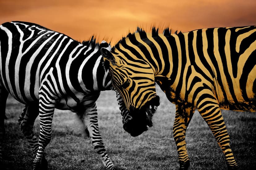 Two zebras face off with bared teeth against a vivid orange sky in a high-contrast wildlife portrait.