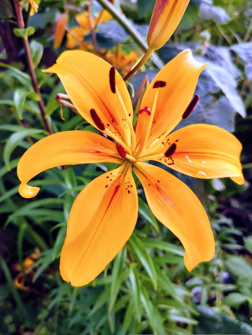 Orange lily with dark spots and red accents stands against blurred green garden leaves in a vertical view.