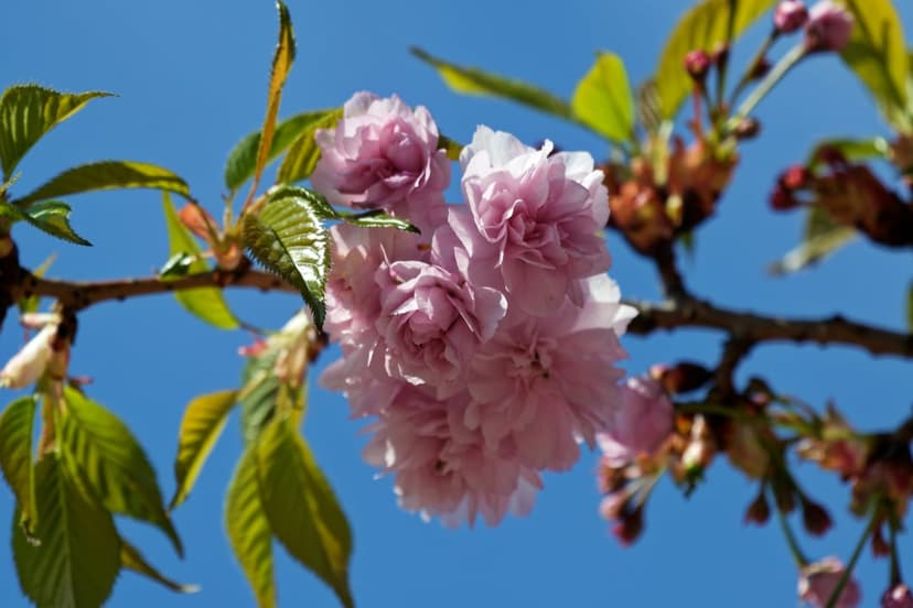 Pink cherry blossoms with delicate petals bloom on a leafy branch under a bright blue sky in sharp macro focus.