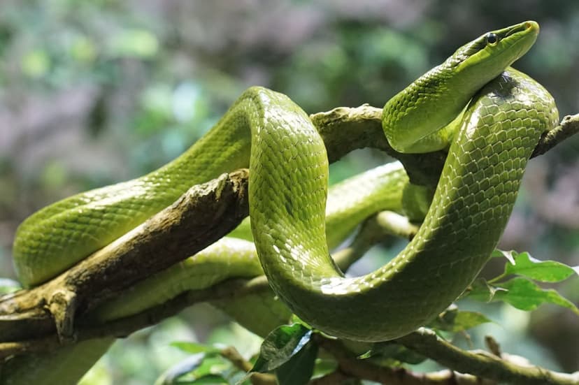 Green snake with visible scales coils around a tree branch against a blurred background of forest foliage.