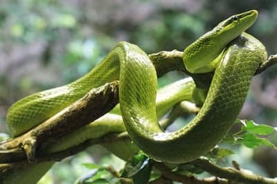 Vibrant Green Snake Coiled on Tree Branch