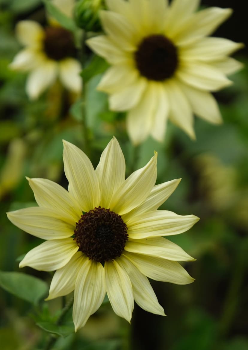 Yellow sunflowers with dark velvety centers bloom against a soft green background in a vertical close-up shot.
