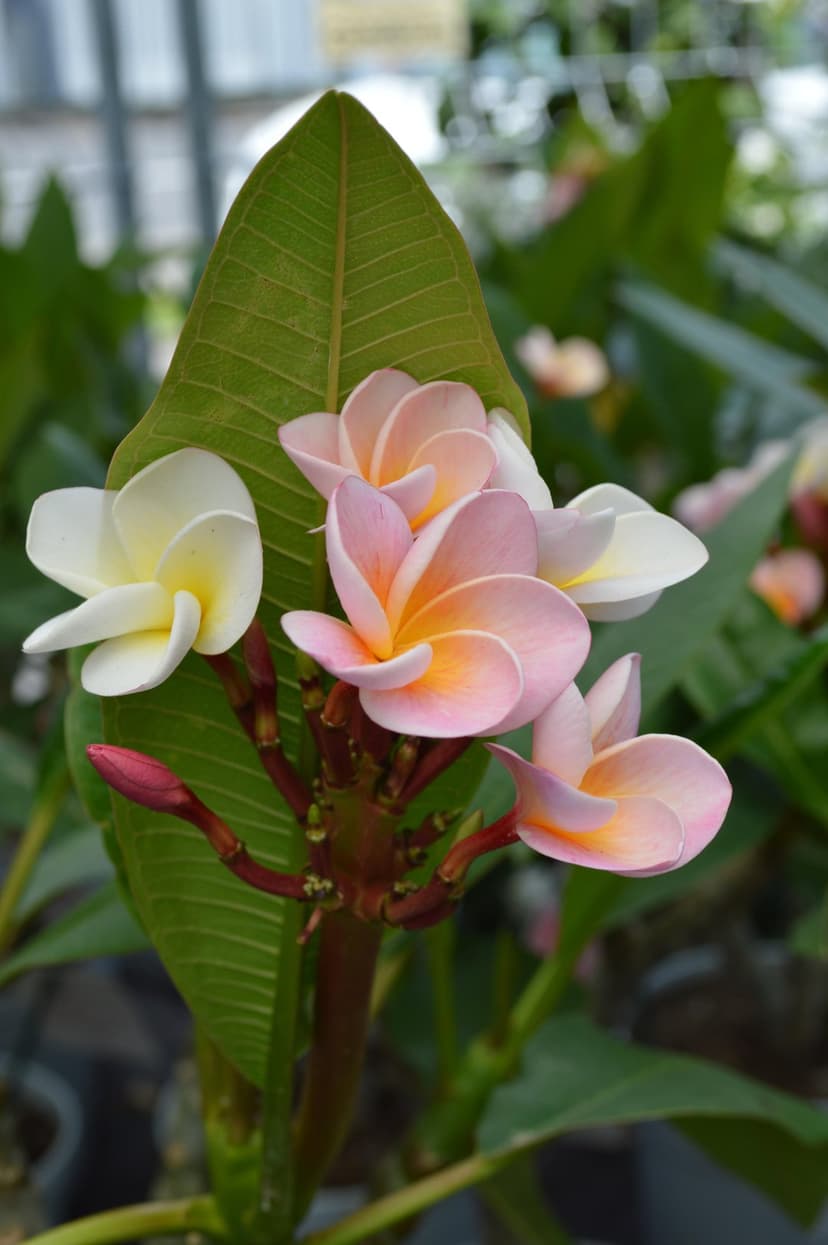 Pink and white plumeria flowers with yellow centers resting on a textured green leaf in a close-up view.
