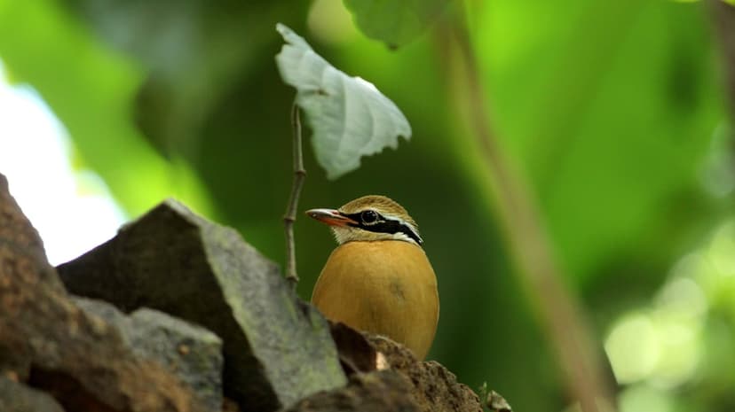 Small bird with a black head stripe perches on a grey rock with a background of blurred green forest leaves.
