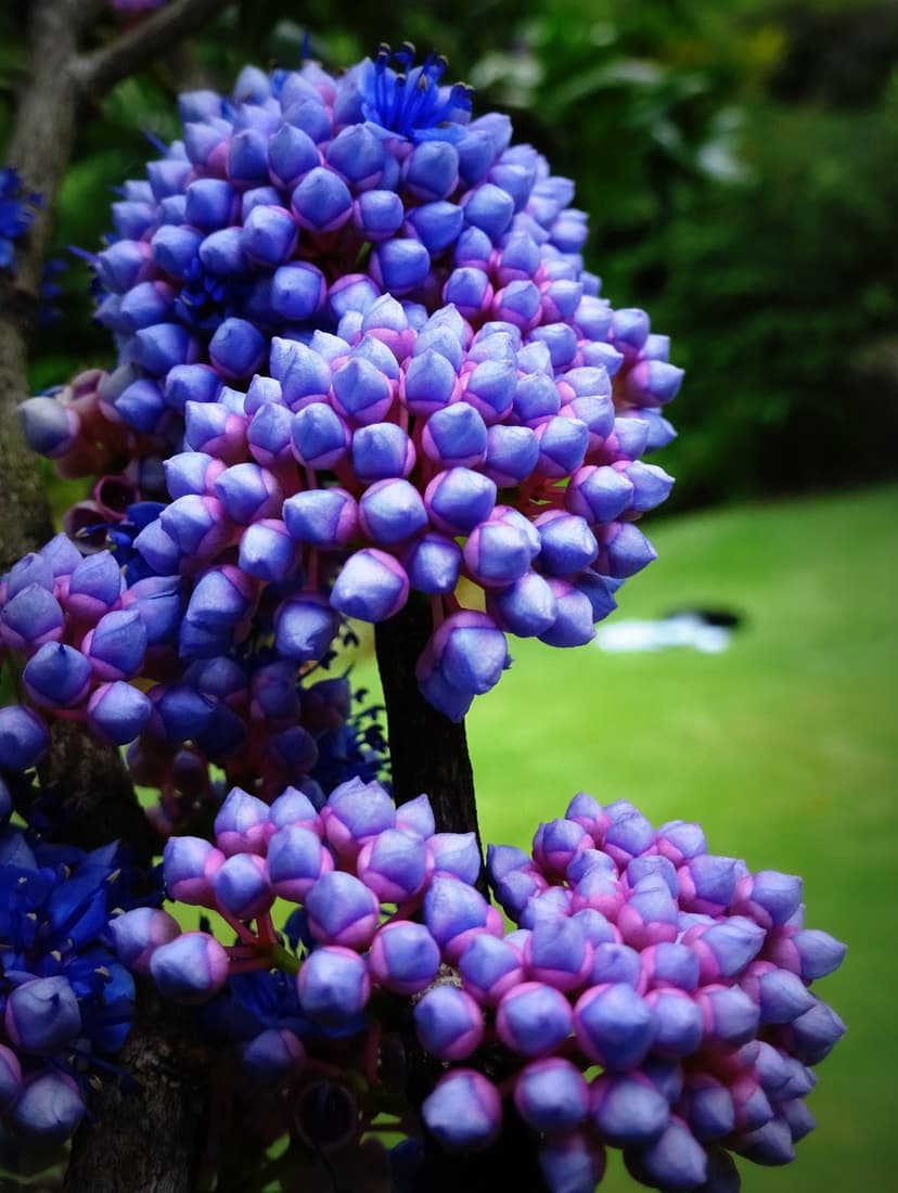 Blue and purple bromeliad flower buds with pink tips rest against a soft focus background of lush green leaves.