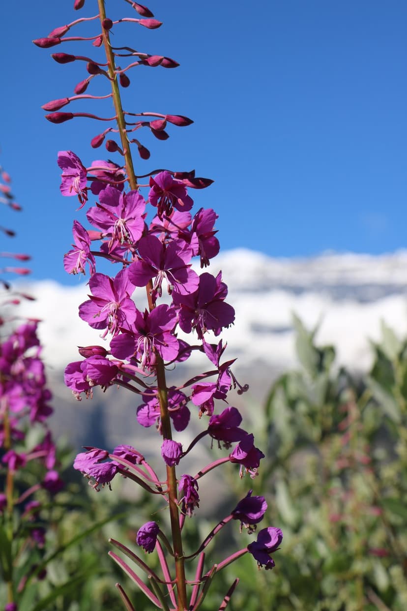 Purple fireweed blossoms on a tall stem overlook a jagged mountain range covered in white snow under a blue sky.