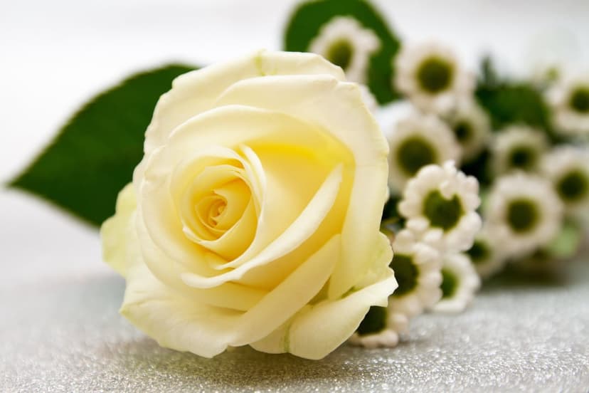White rose and small daisies resting on a sparkling silver glitter background with soft focus lighting.