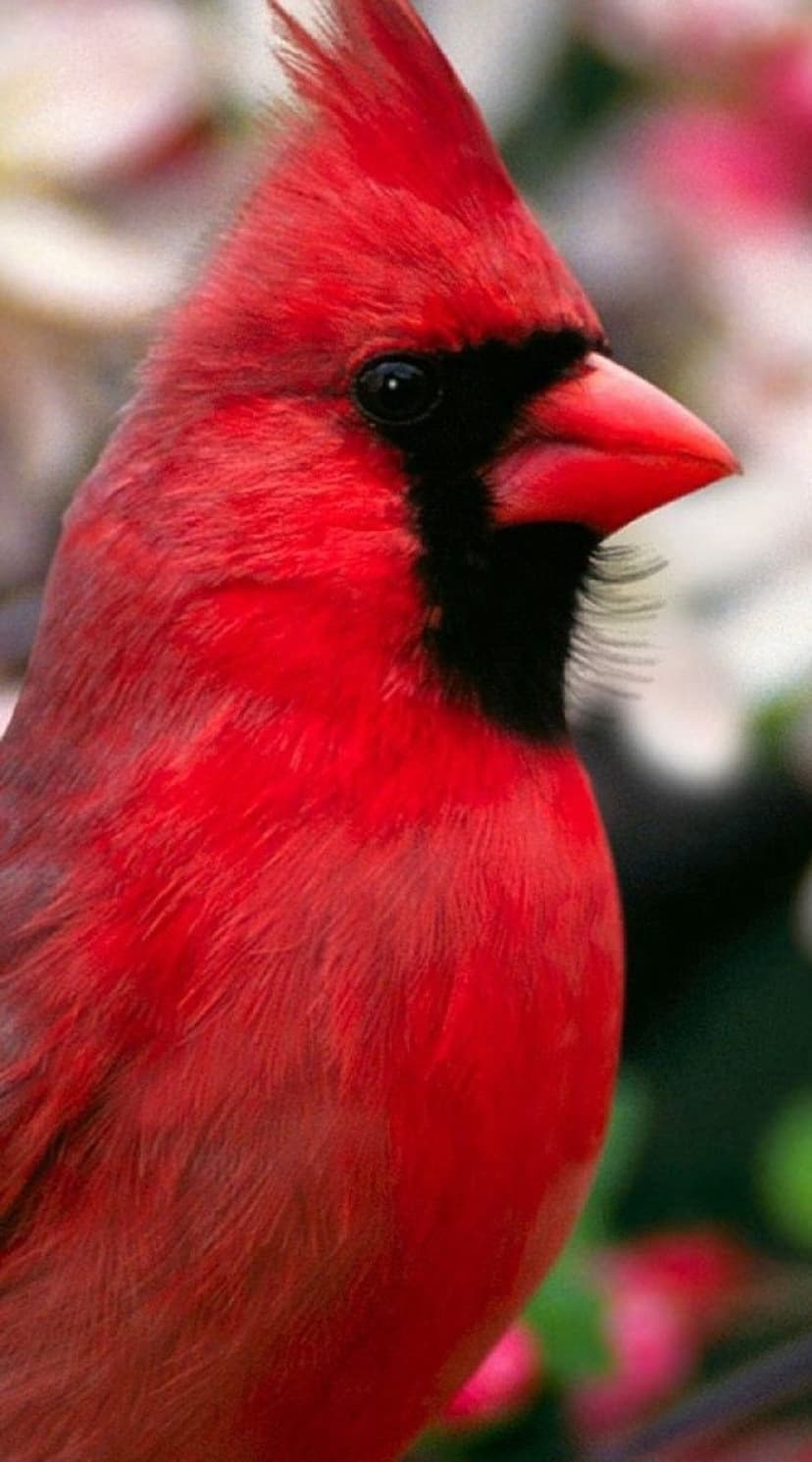 Male Northern Cardinal with a red crest and black mask perches before a blurred pink and green floral background.